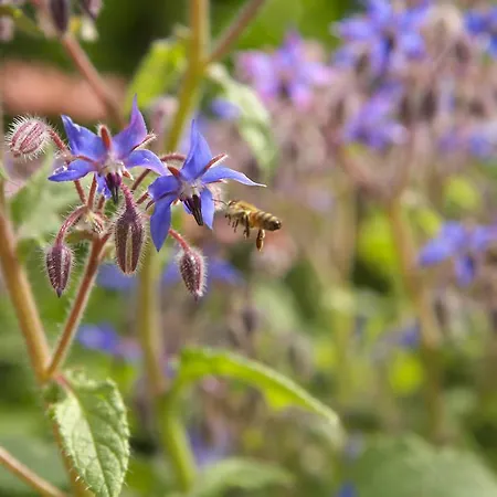 Zueschener Bauernstuben Casa de hóspedes 3*
