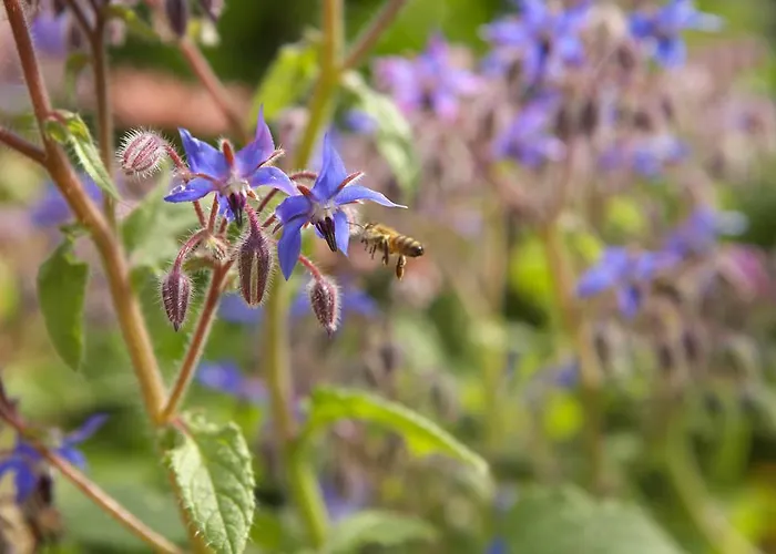 Zueschener Bauernstuben Vendégház 3*